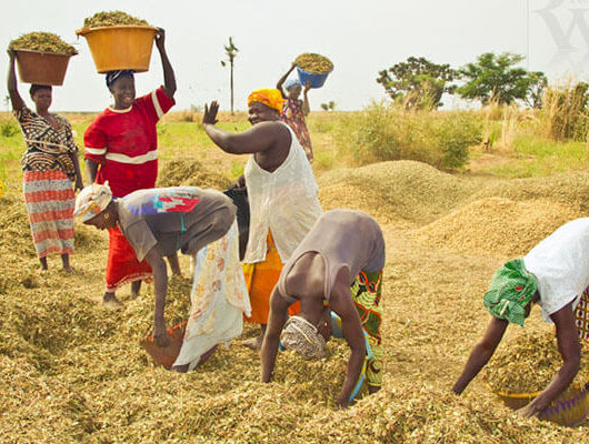 Thumbnail for the post titled: Agriculture